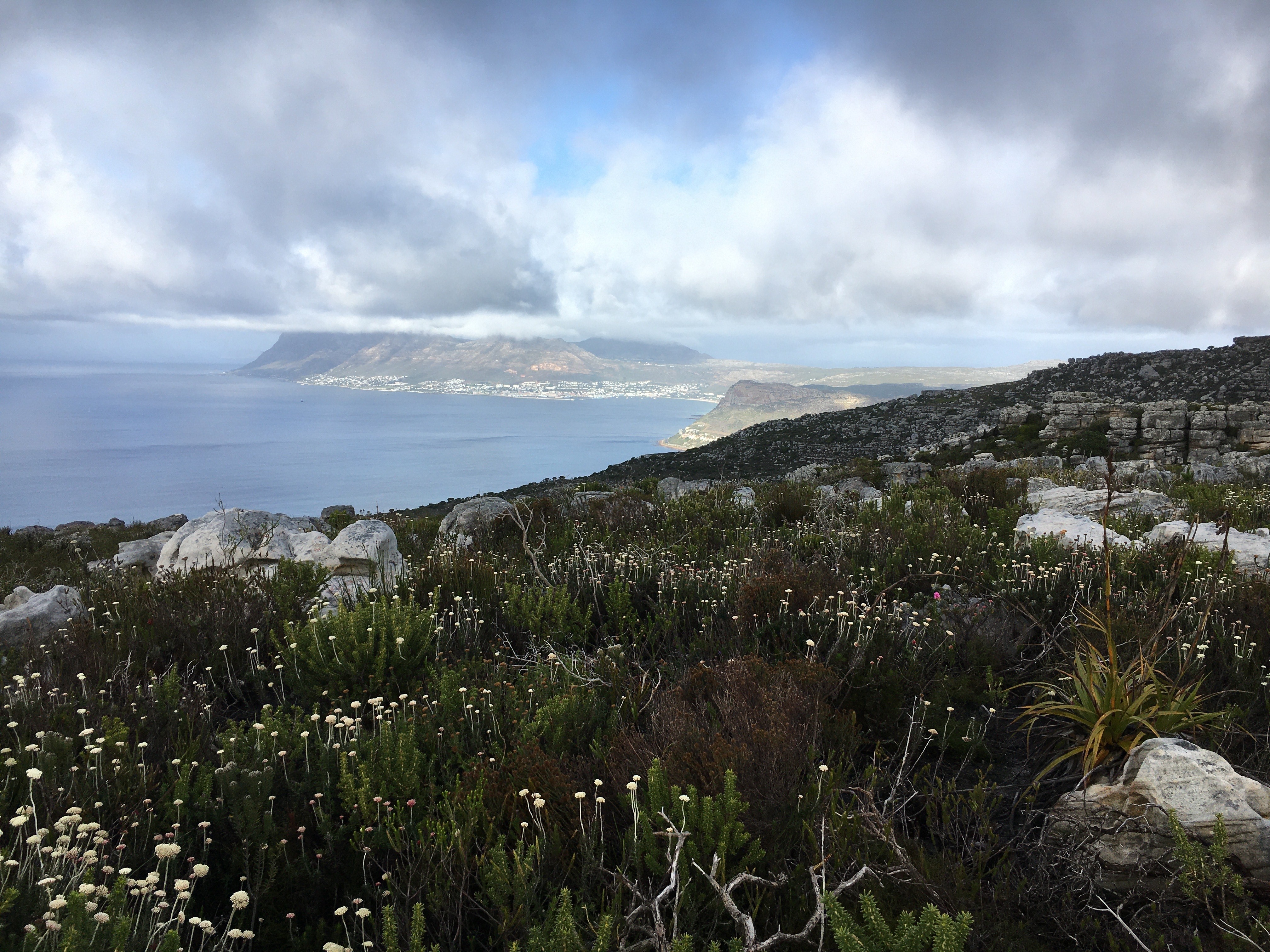 Fybos vegetation in the Table Mountain National Park, South Africa (Photo credit: Krystal Tolley, Colleen Seymour)