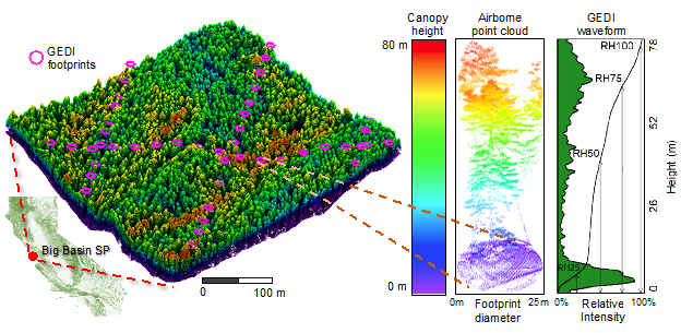 Forest structure measured by GEDI and airborne lidar in Big Basin State Park, California