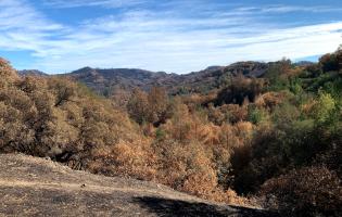 Canopy damage from the 2020 Glass wildfire in Sonoma County