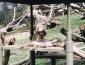 Oakland Zoo hamadryas baboons grooming; photo by Holly Molinaro