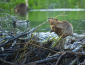 Photo of a beaver on its dam