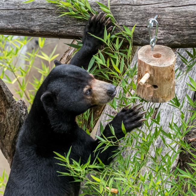A sun bear interacts with honey-log level 3 enrichment device