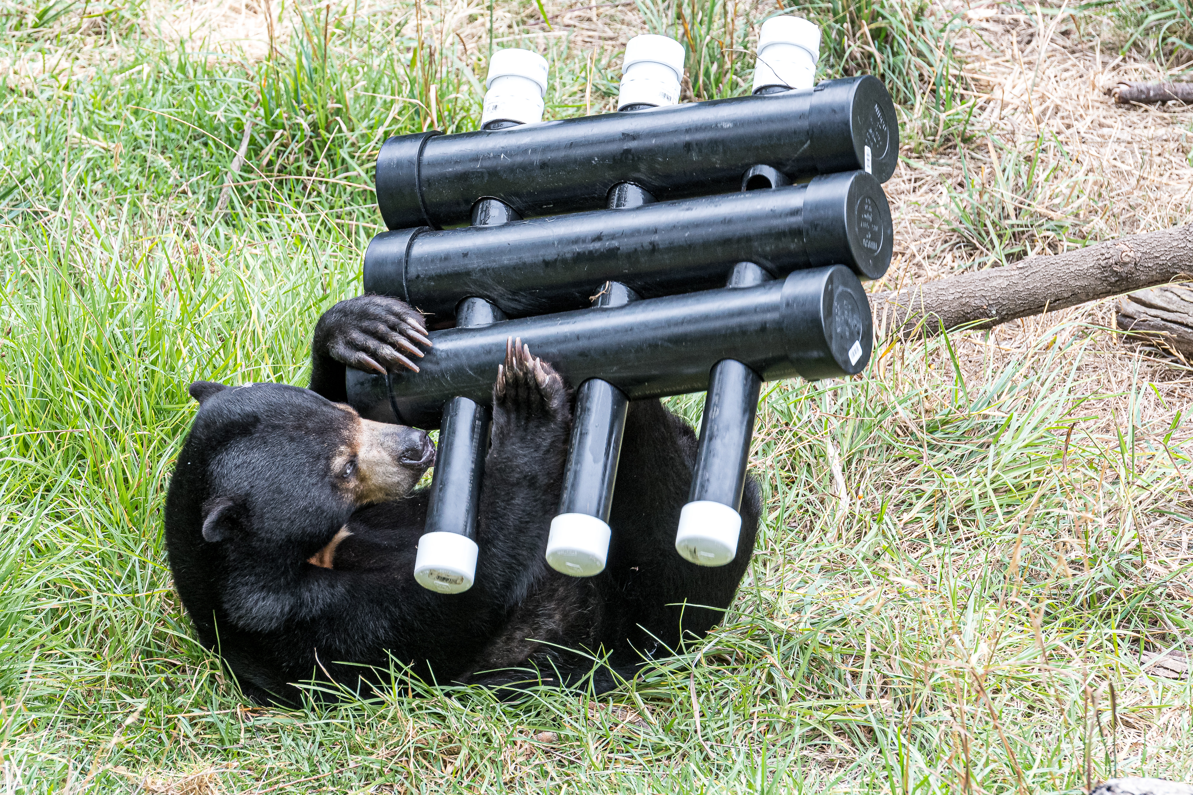 Sun bear interacts with PVC level 3 enrichment device